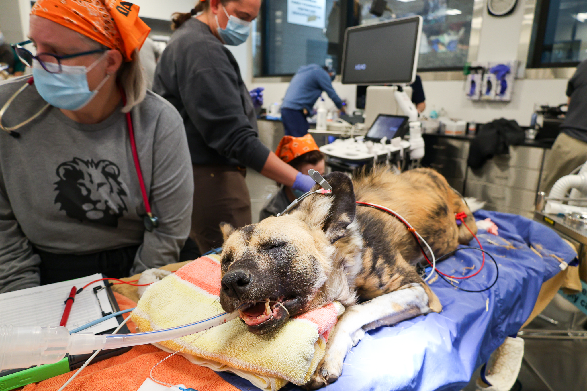 All Paws on Deck: Collaborative Veterinary Care for Our African Wild Dog Pack  