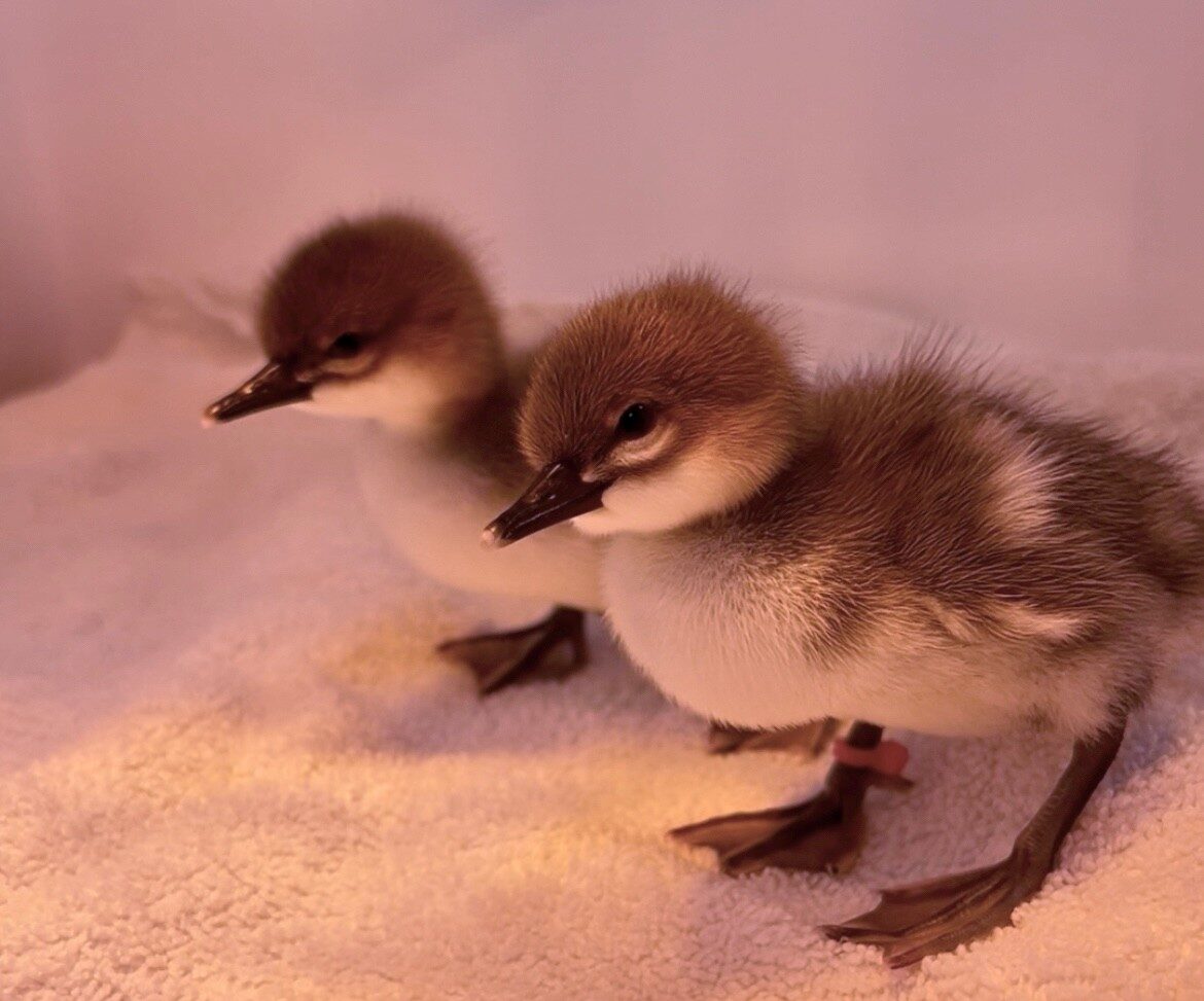 BABY BULLETIN: Fluffy New Additions to DZCA 