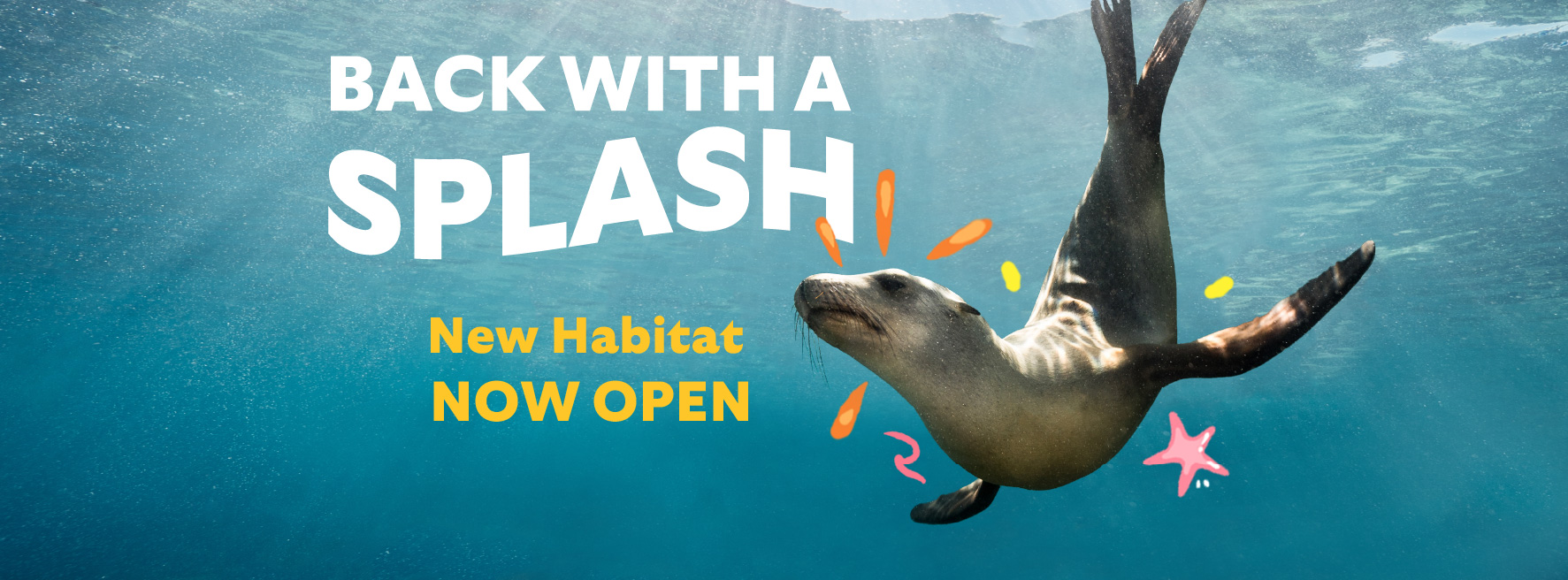Sea Lions Make a Splash