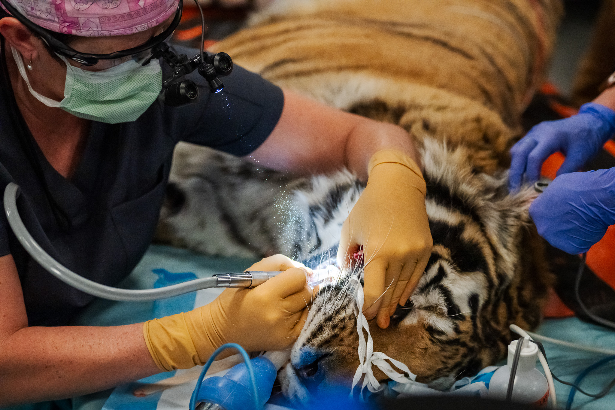 Even Tigers Go to the Dentist