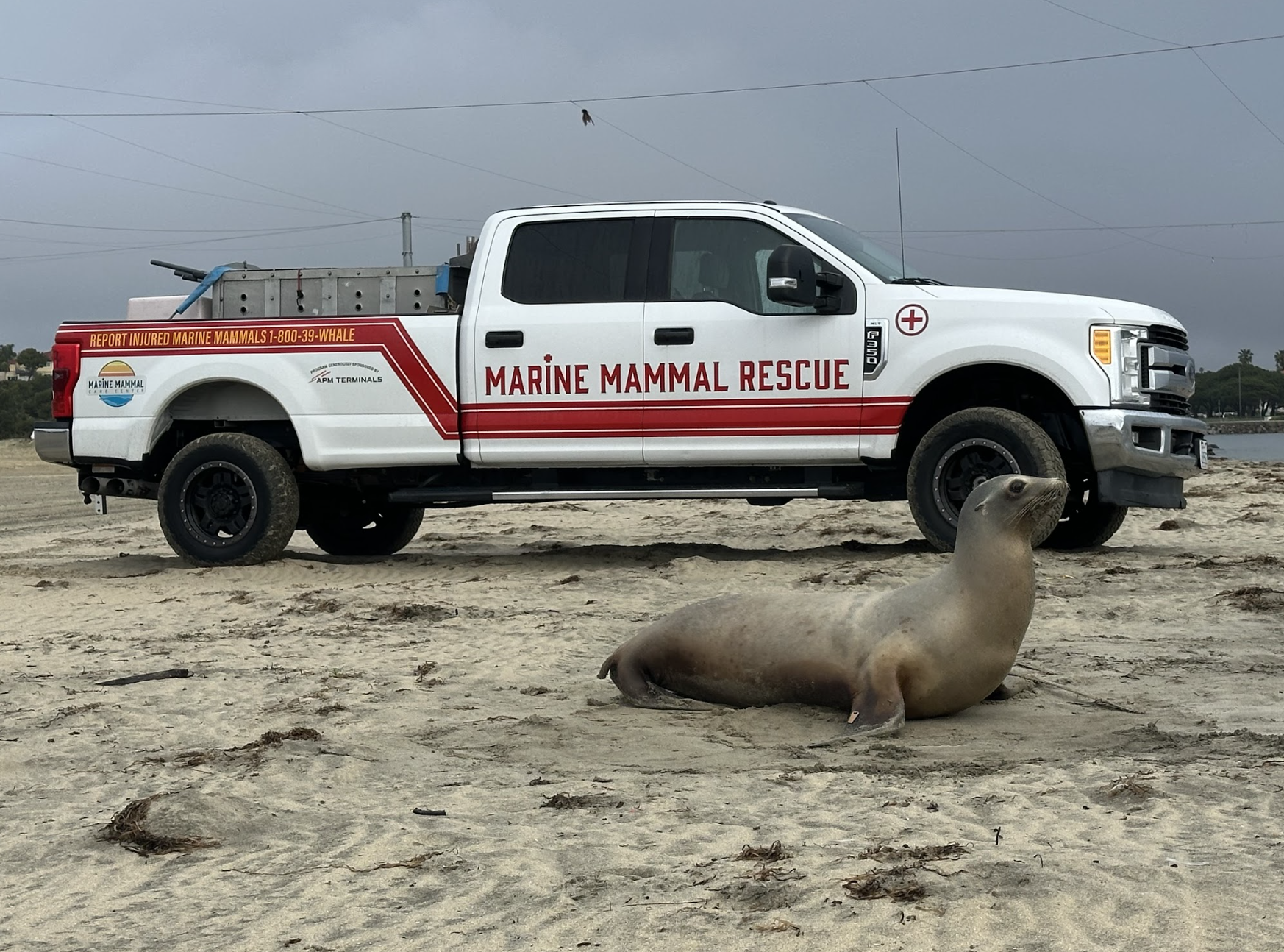 From CO to CA: DZCA Experts Support Marine Mammals in Crisis