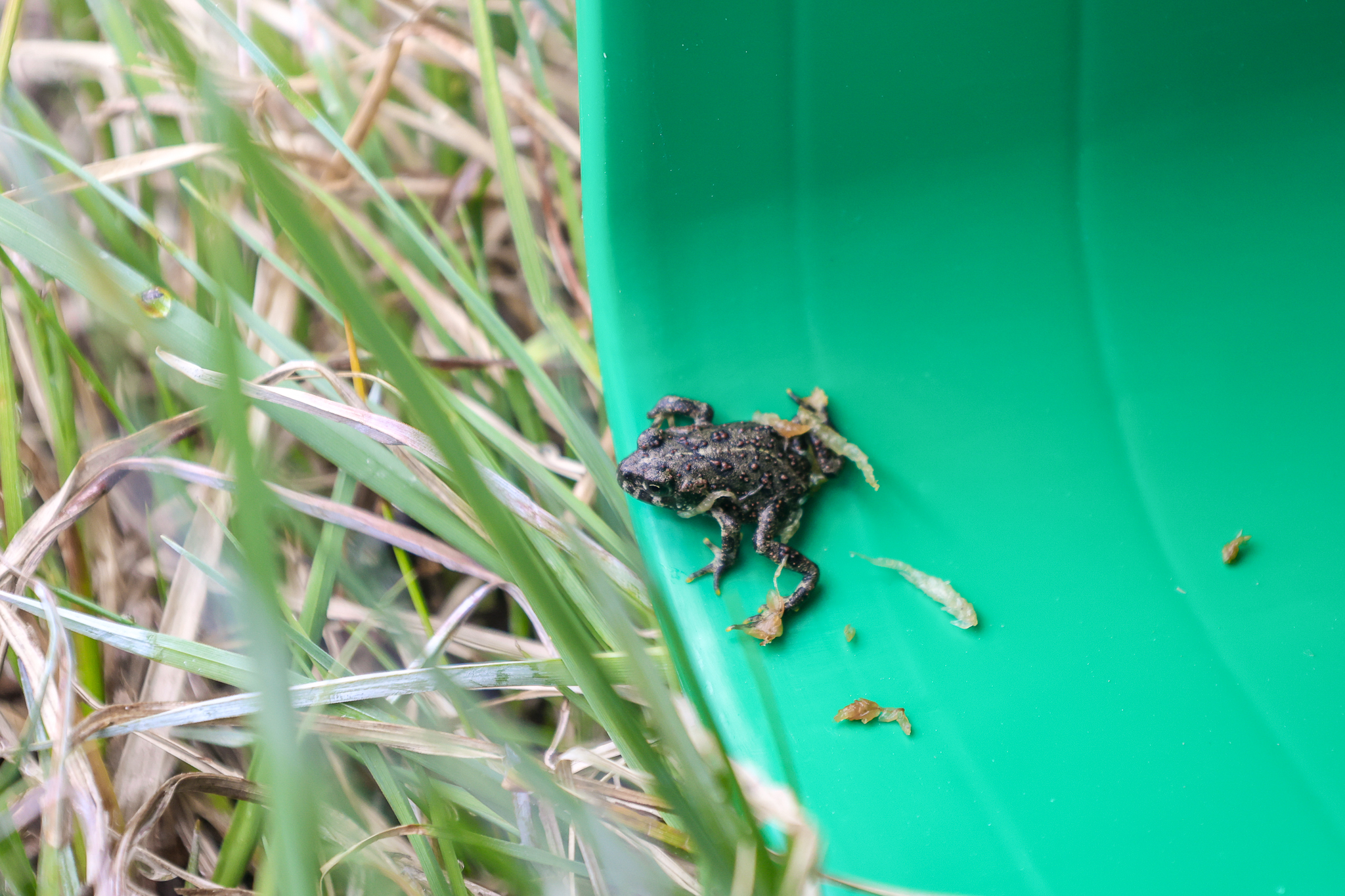 Hope for Colorado’s Endangered Amphibian