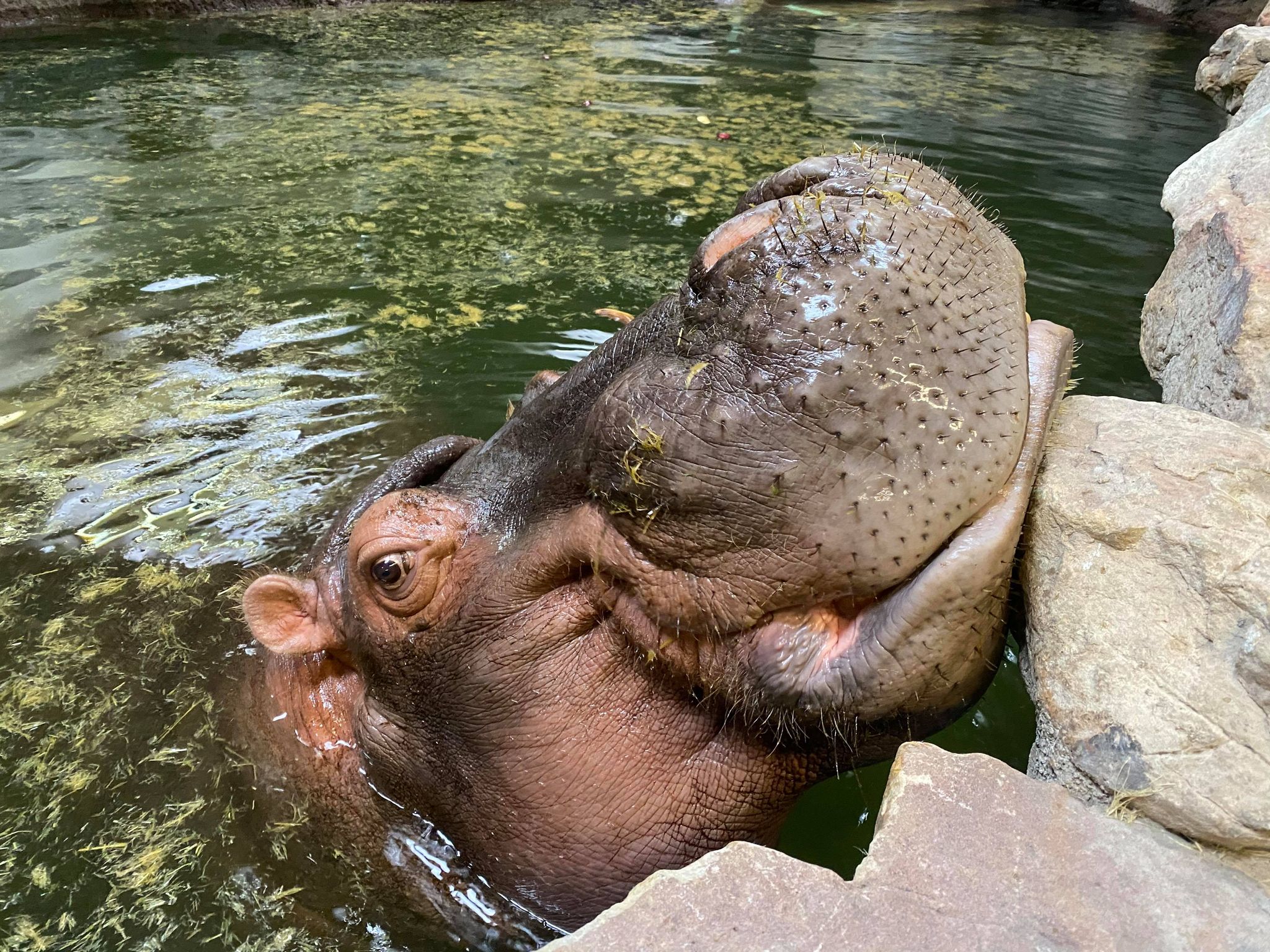 Home for the Ma-hali-Days