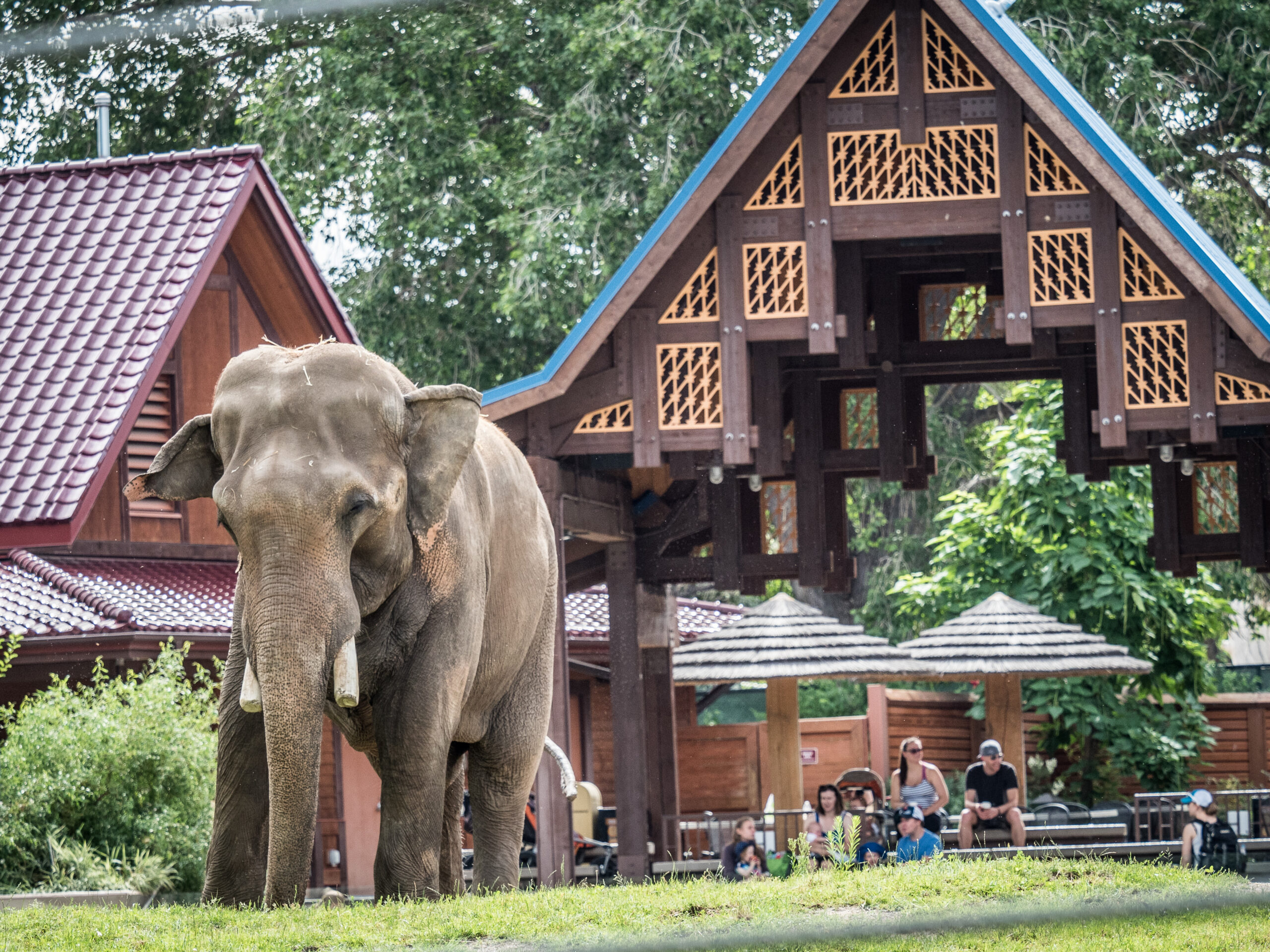 Keeping Groucho Sharp: Cognitive Care for DZCA’s Oldest Elephant 
