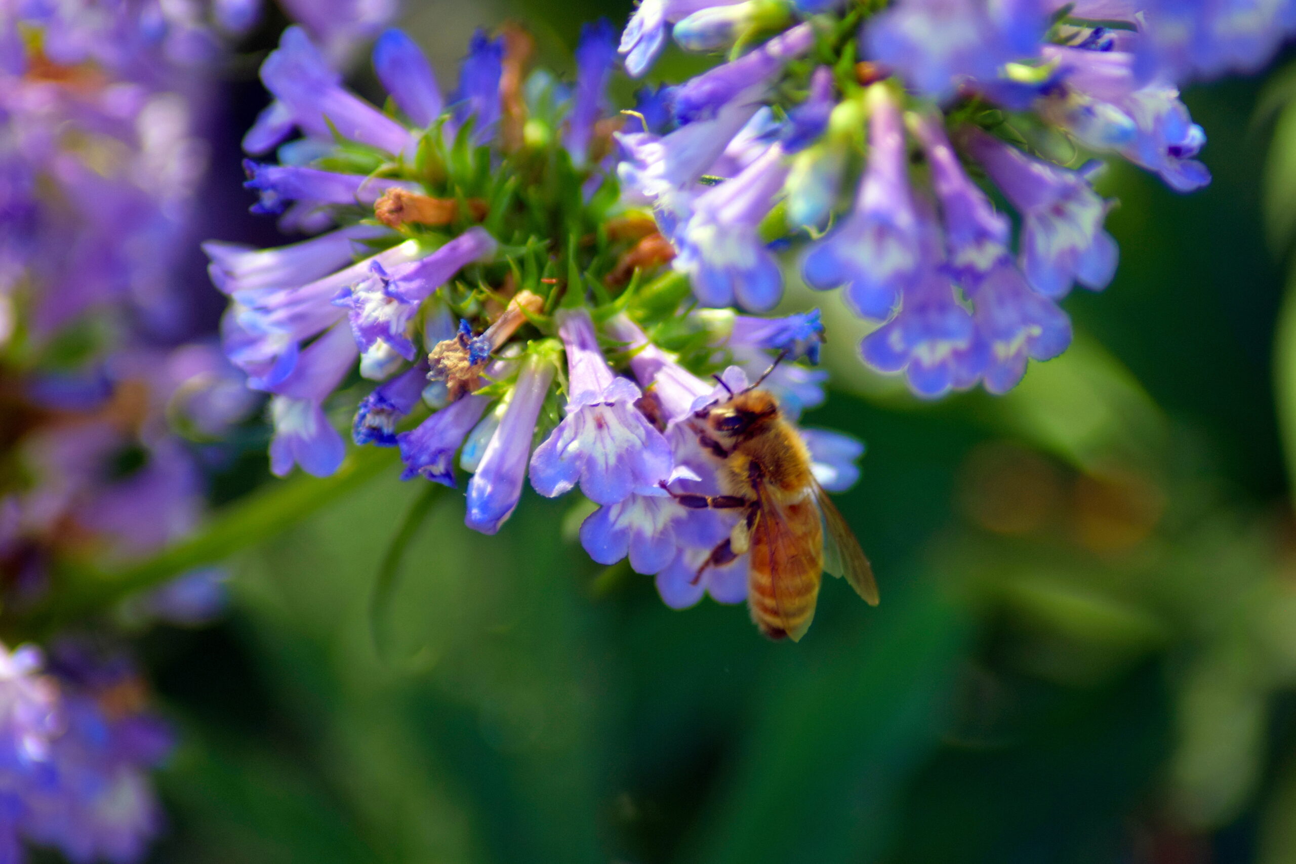 Partnering for Pollinators