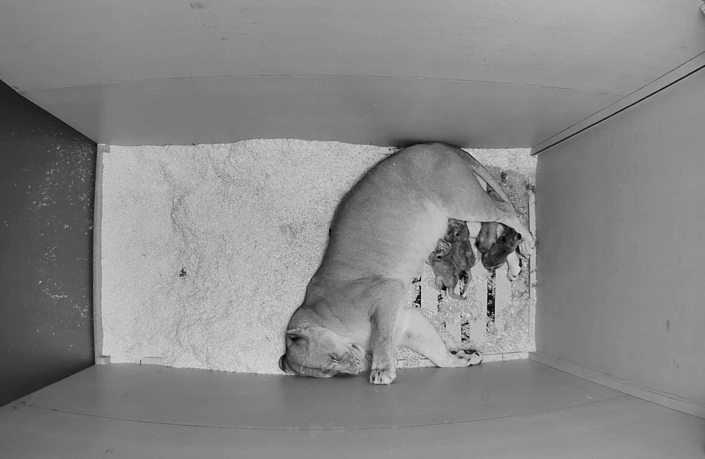 BABY BULLETIN: Introducing Our Lion Cub Quartet