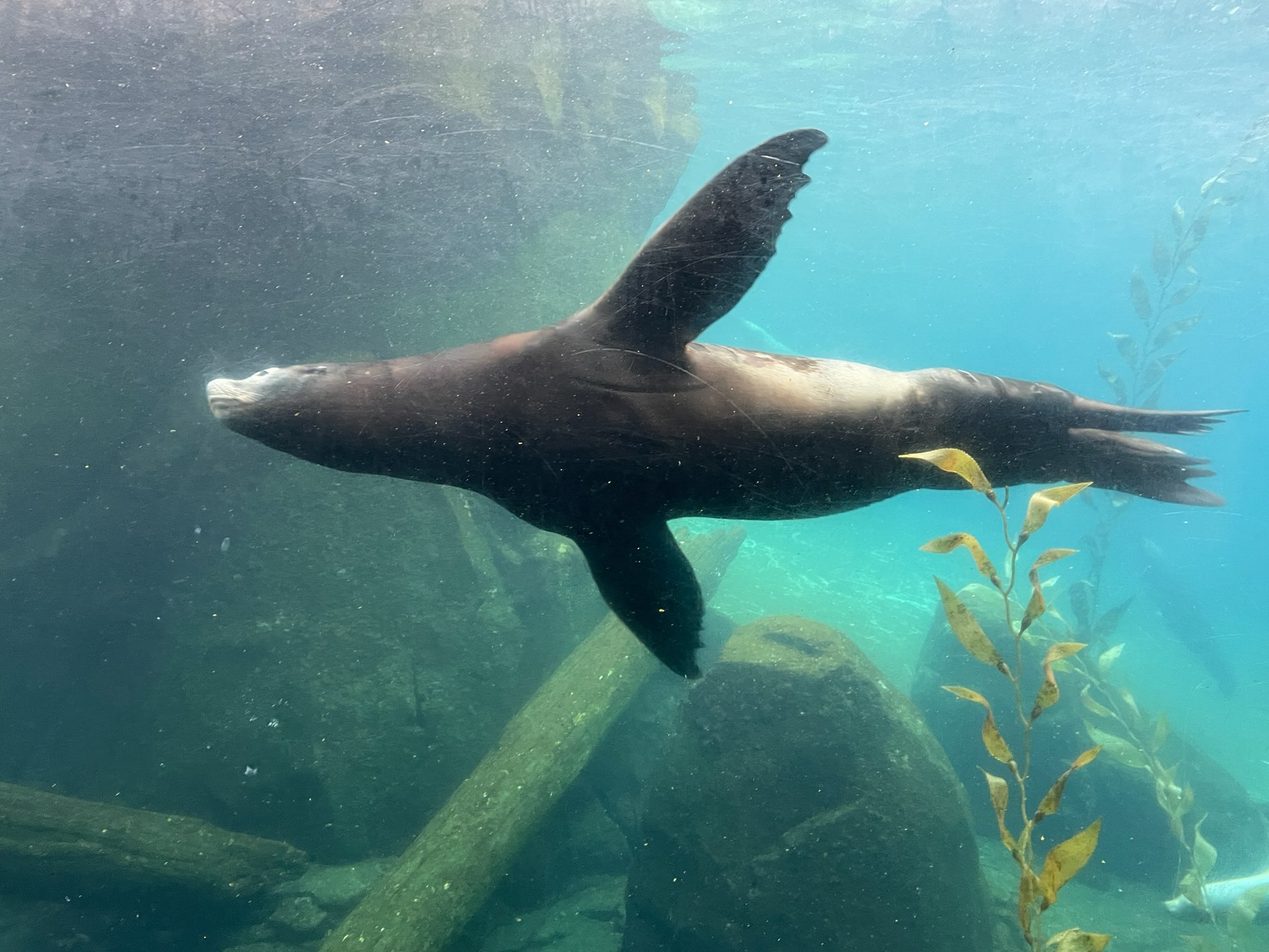 News about California Sea Lion Nick