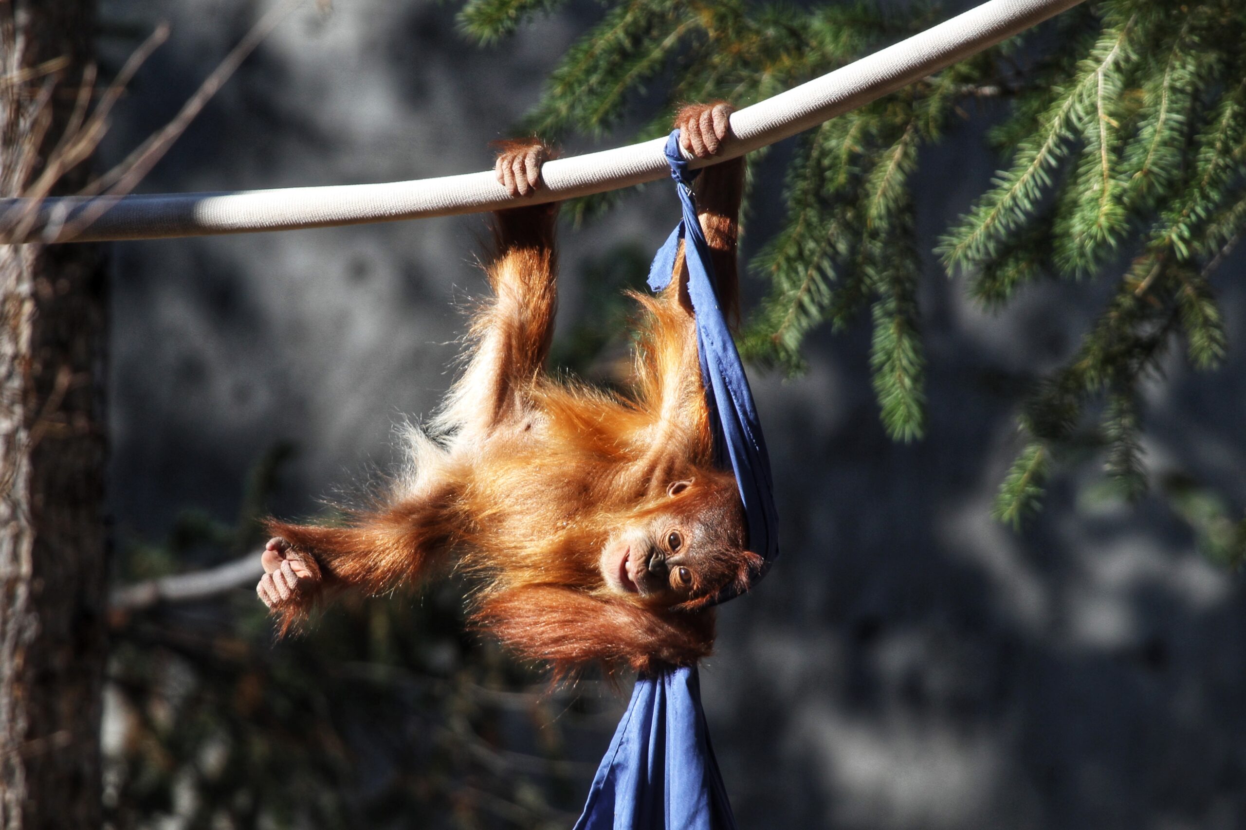 Celebrating Two Years of Siska, Our Baby Sumatran Orangutan 