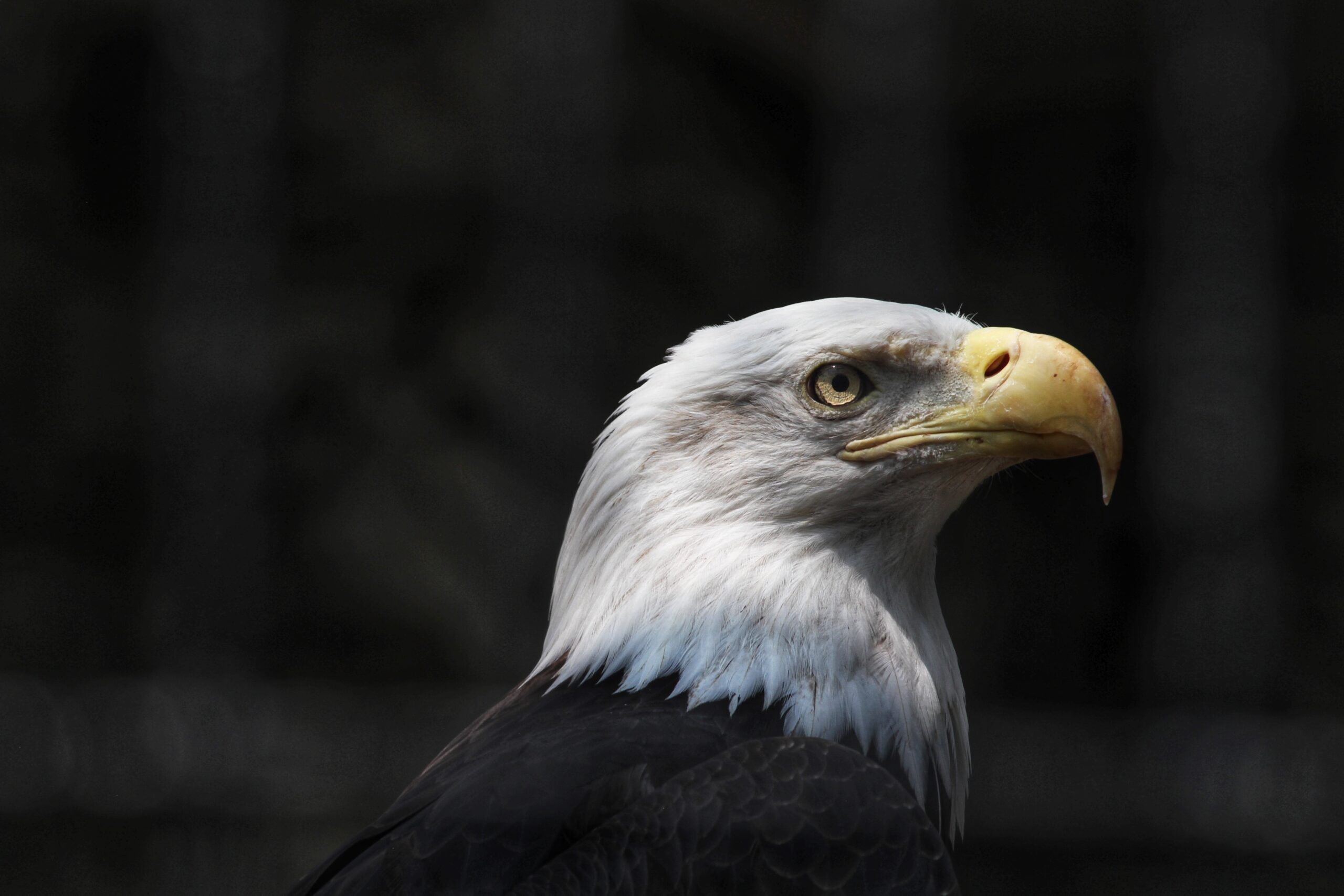 Valor’s Journey: From Injury to Ambassador