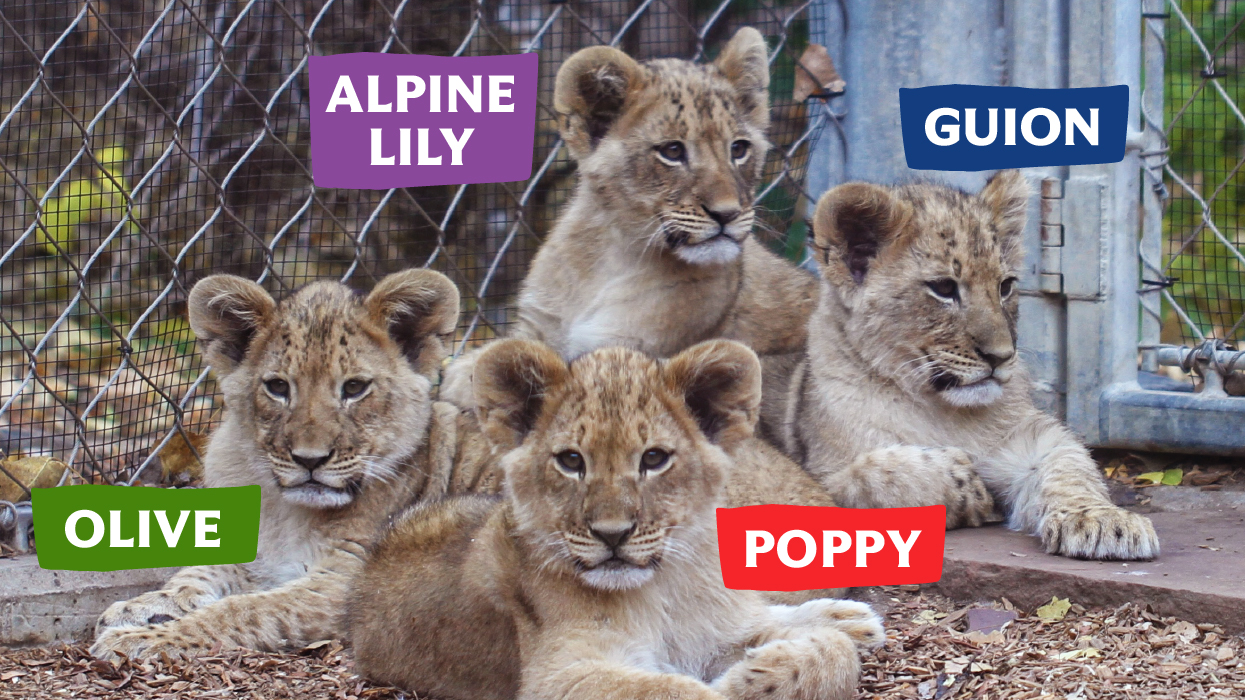 Naming the Next Generation of African Lions at DZCA