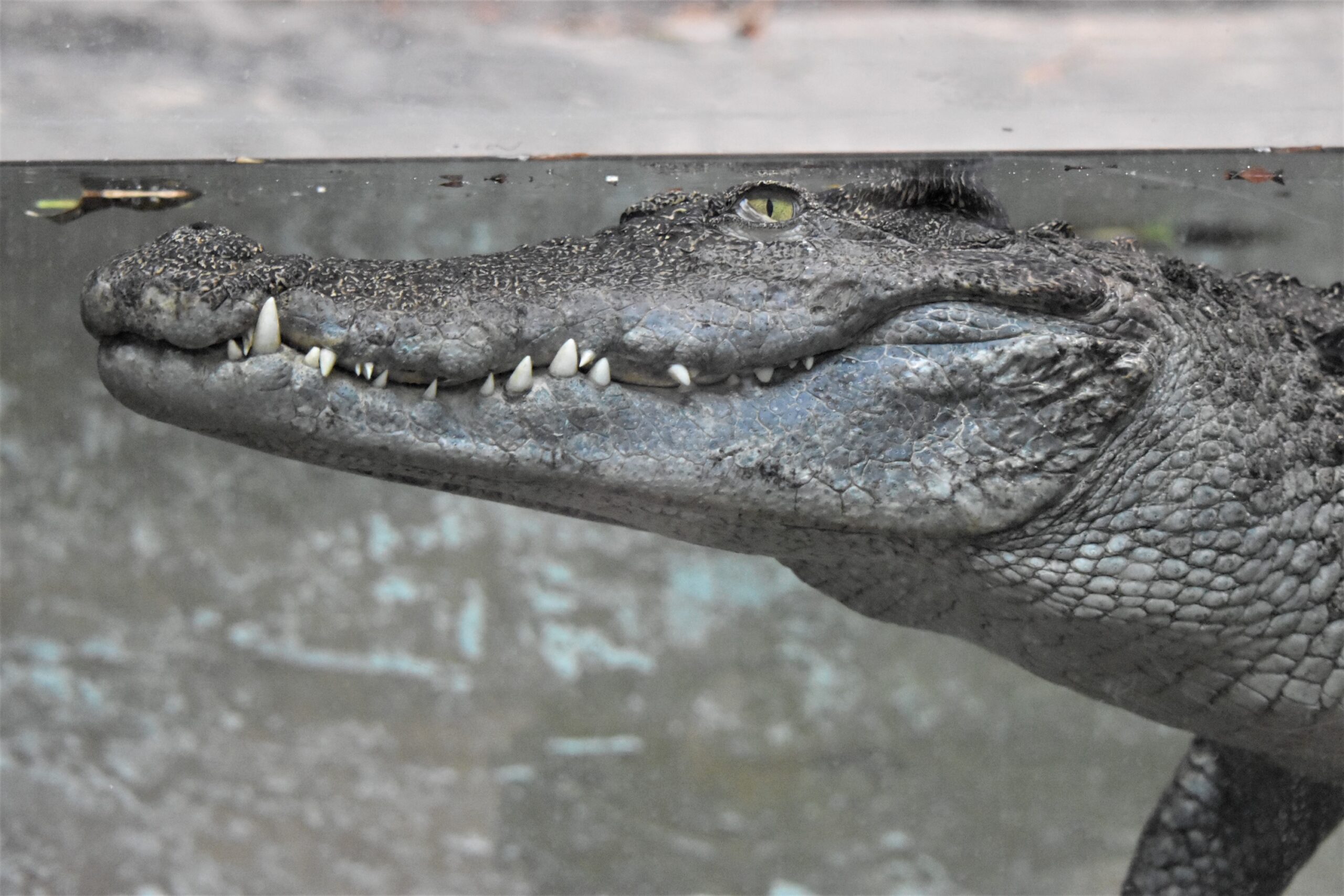 Meet Daphne: A Living Dinosaur in Tropical Discovery