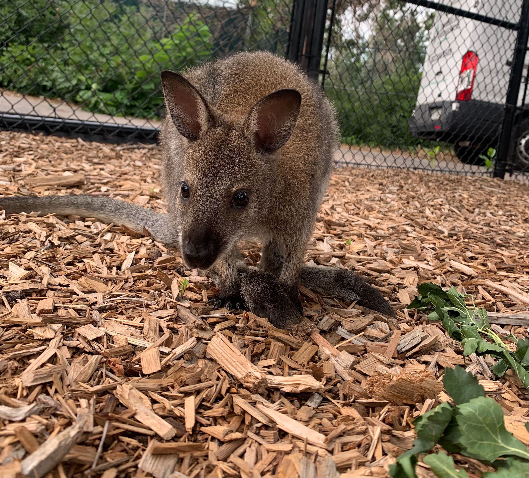 Boi Can See Clearly Now: Cataract Removal for our Youngest Red-Necked Wallaby
