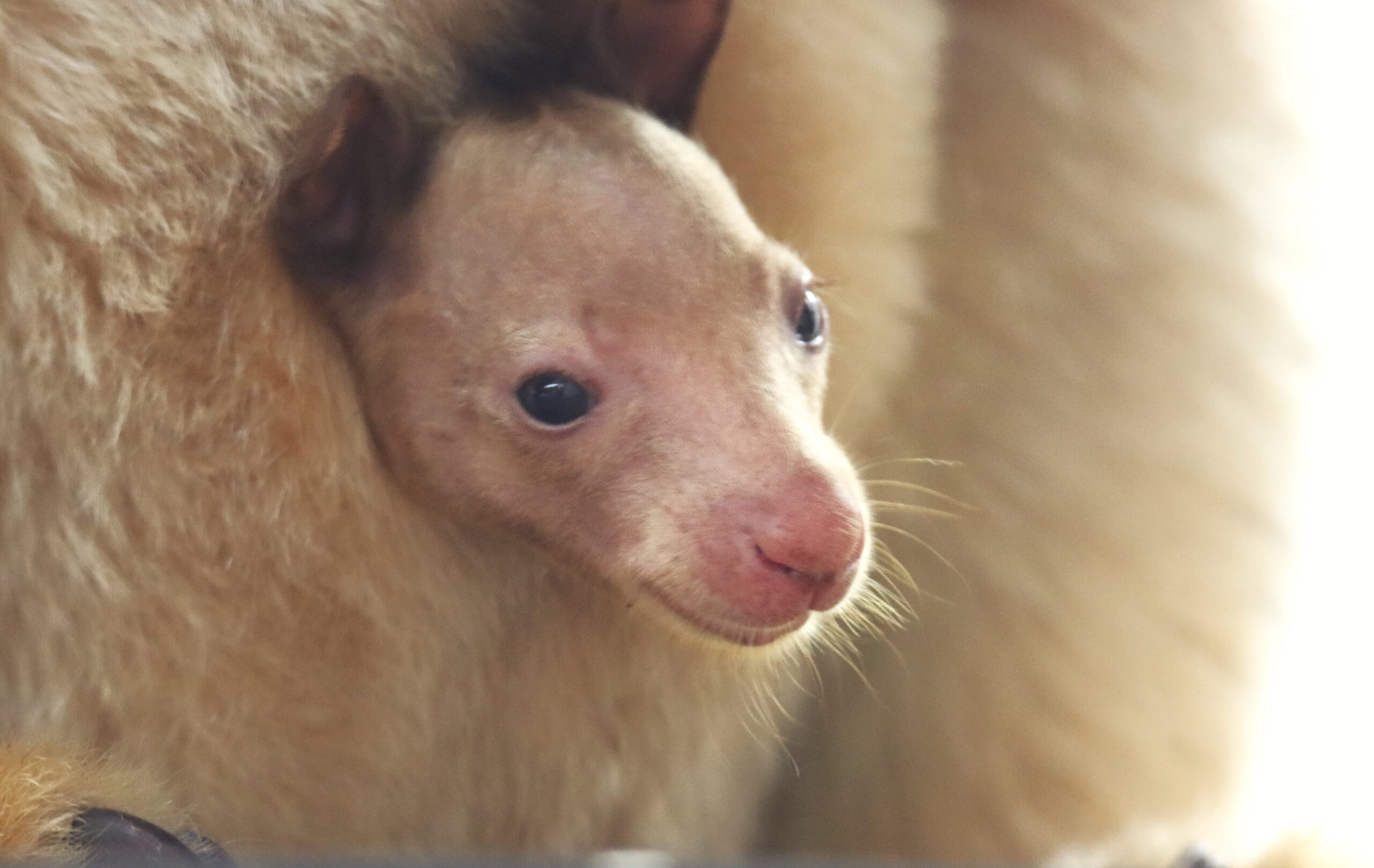 BABY BULLETIN: DZCA Welcomes Endangered Huon Tree Kangaroo Joey