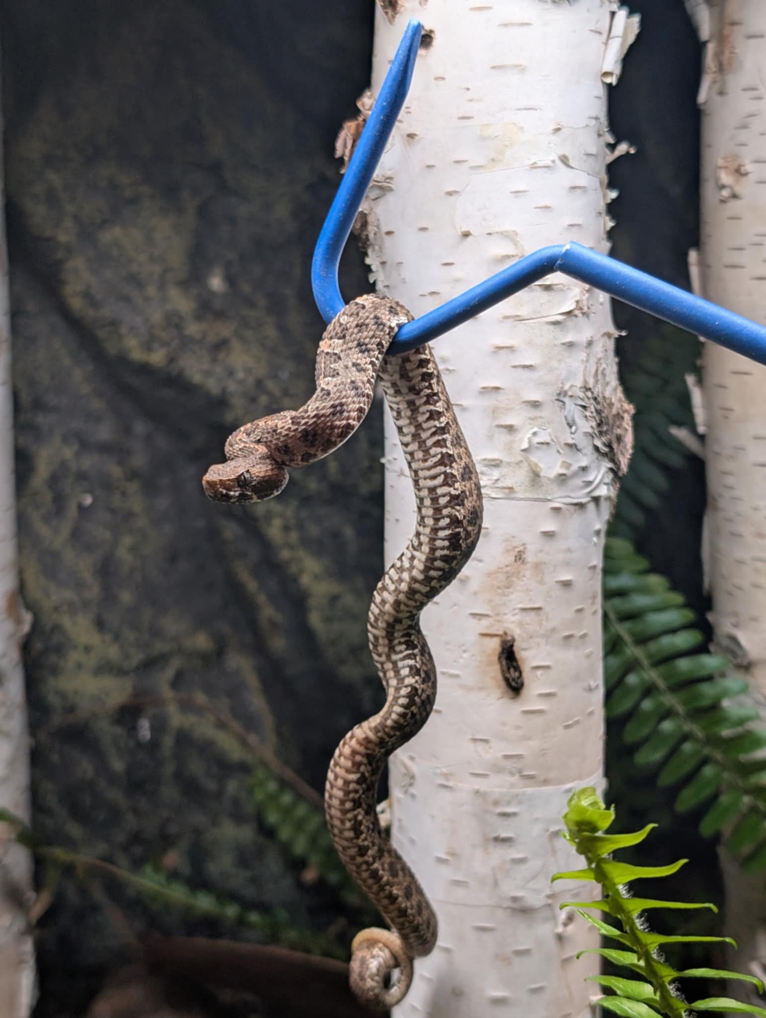 DZCA Helps Rescue Venomous Snake Found in Suitcase After Vacation