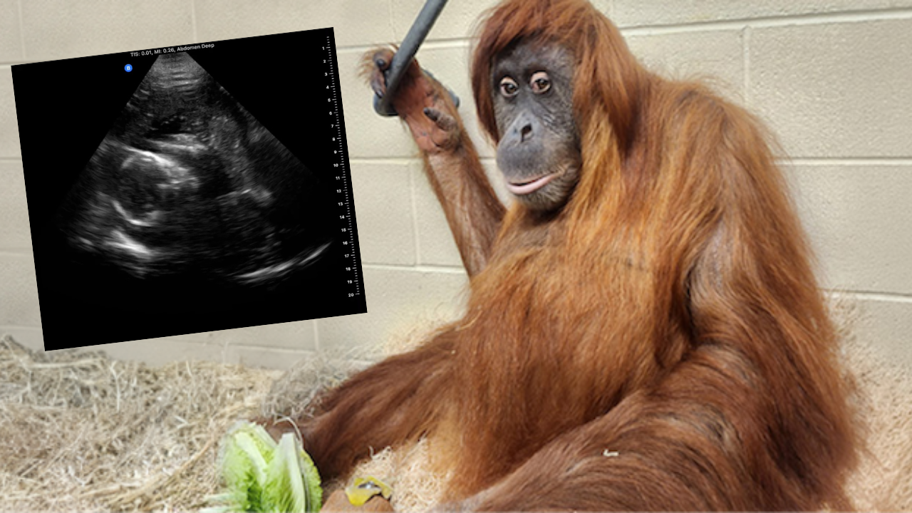 Our Sumatran Orangutan Family is Growing