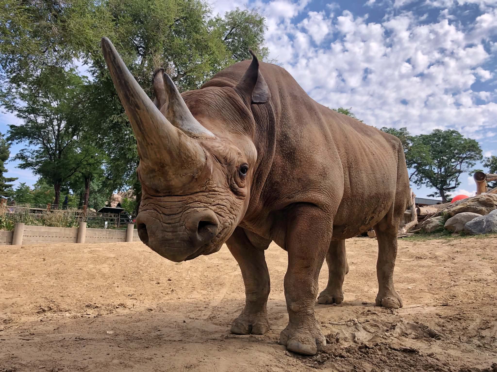 Remembering Rudy - Denver Zoo Conservation Alliance