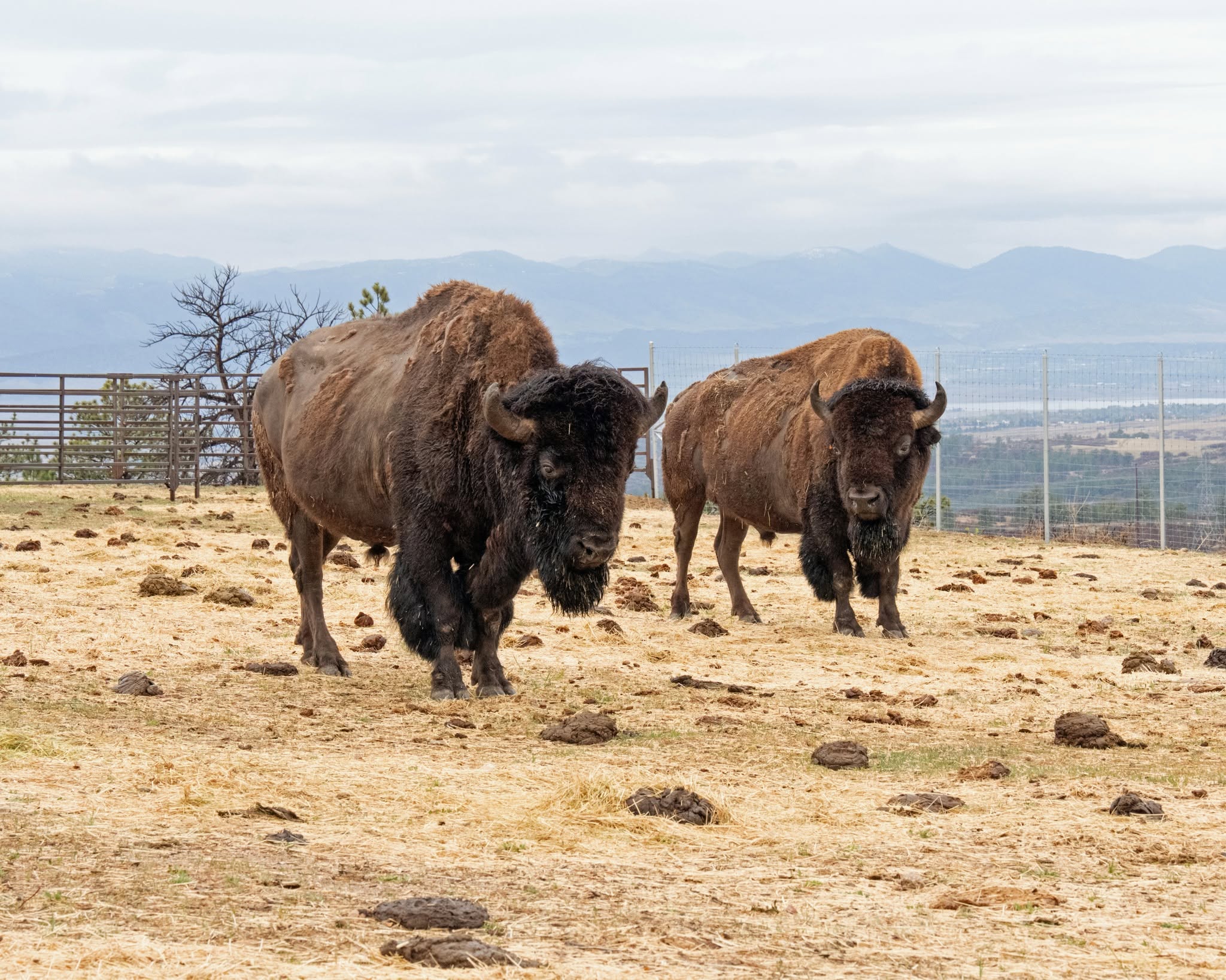 Conserving Bison, Restoring Grasslands - Denver Zoo Conservation