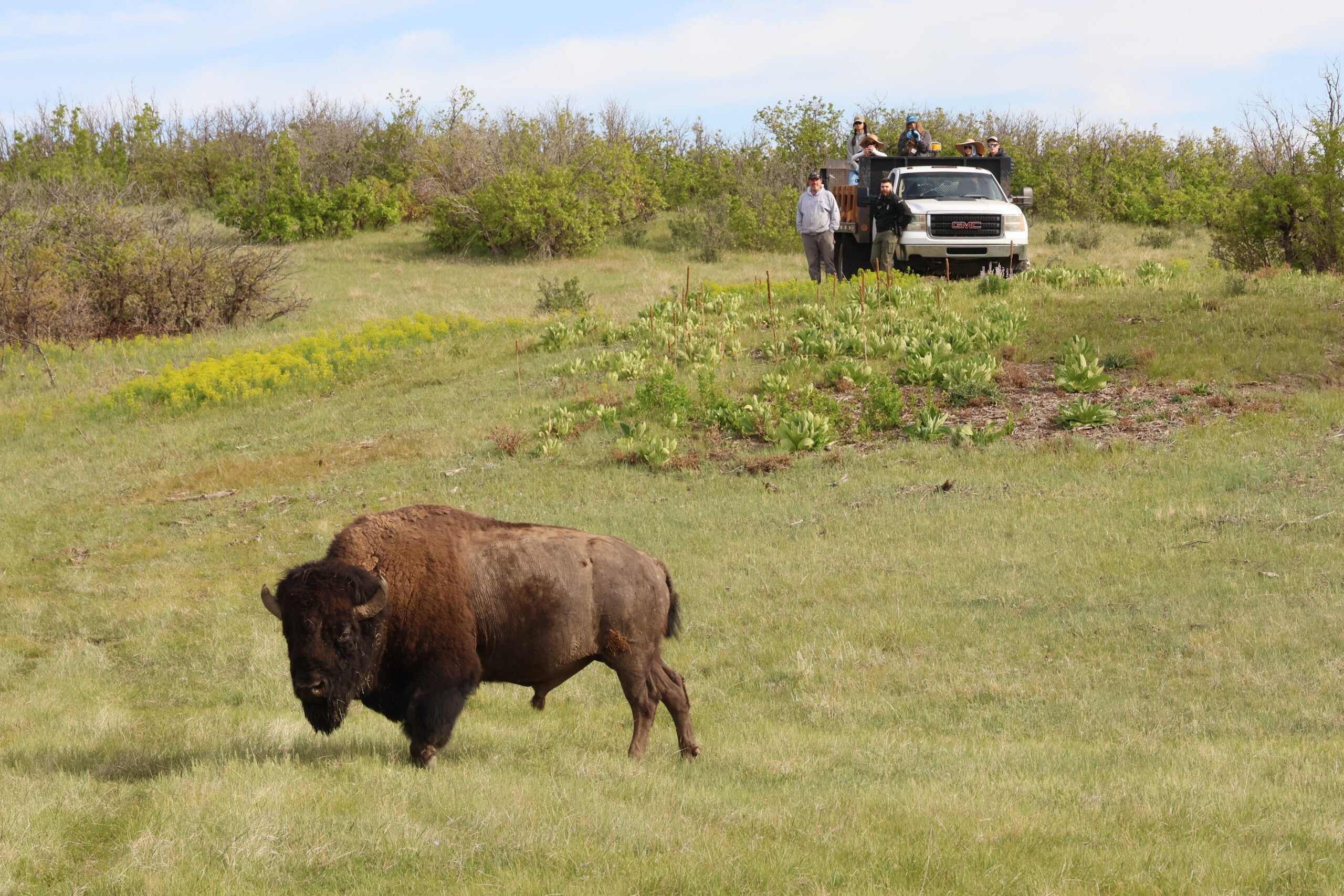 Where the Buffalo Roam - Denver Zoo Conservation Alliance