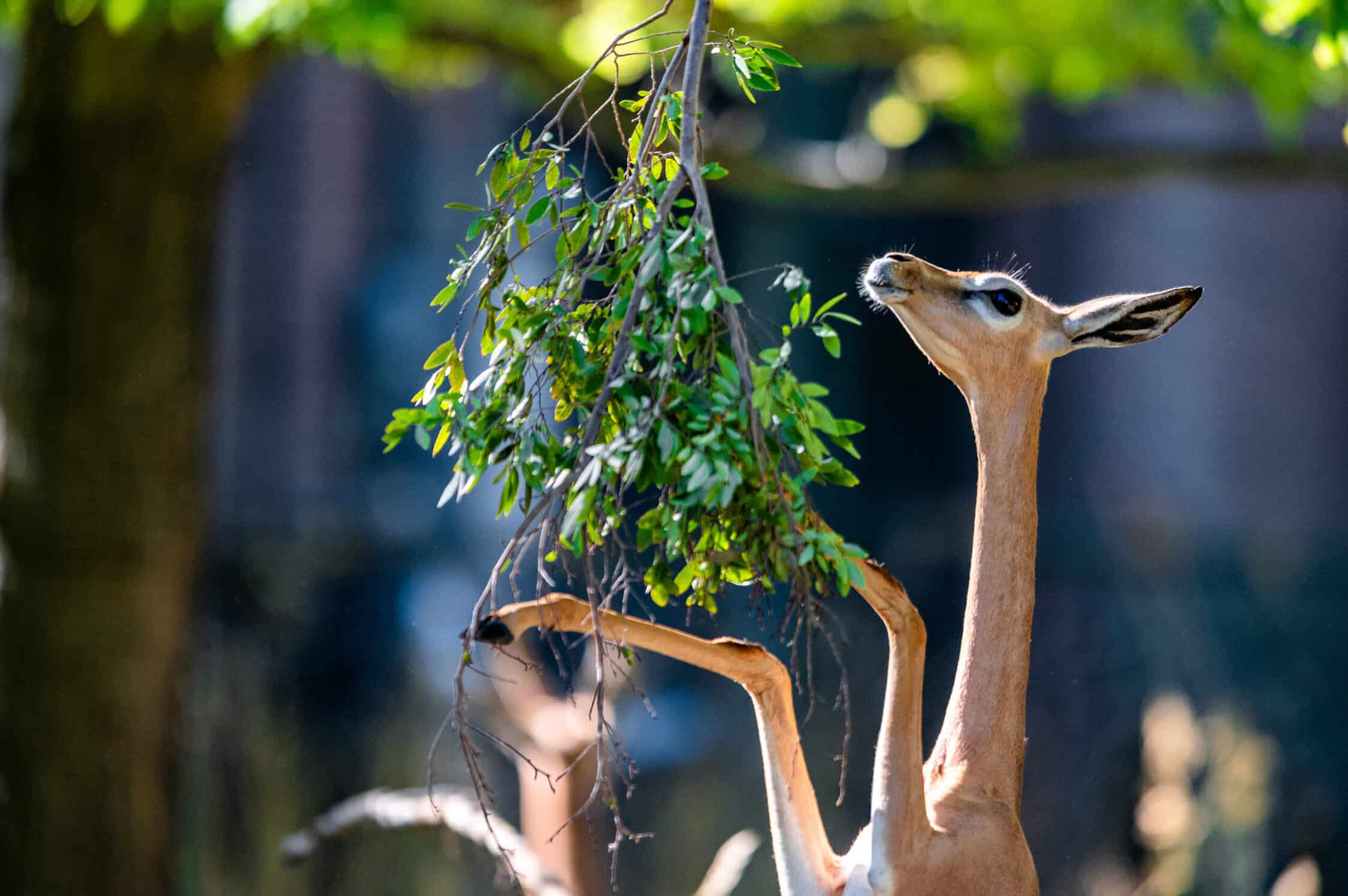 Denver Zoo Conservation Alliance Supplies Browse Weekly