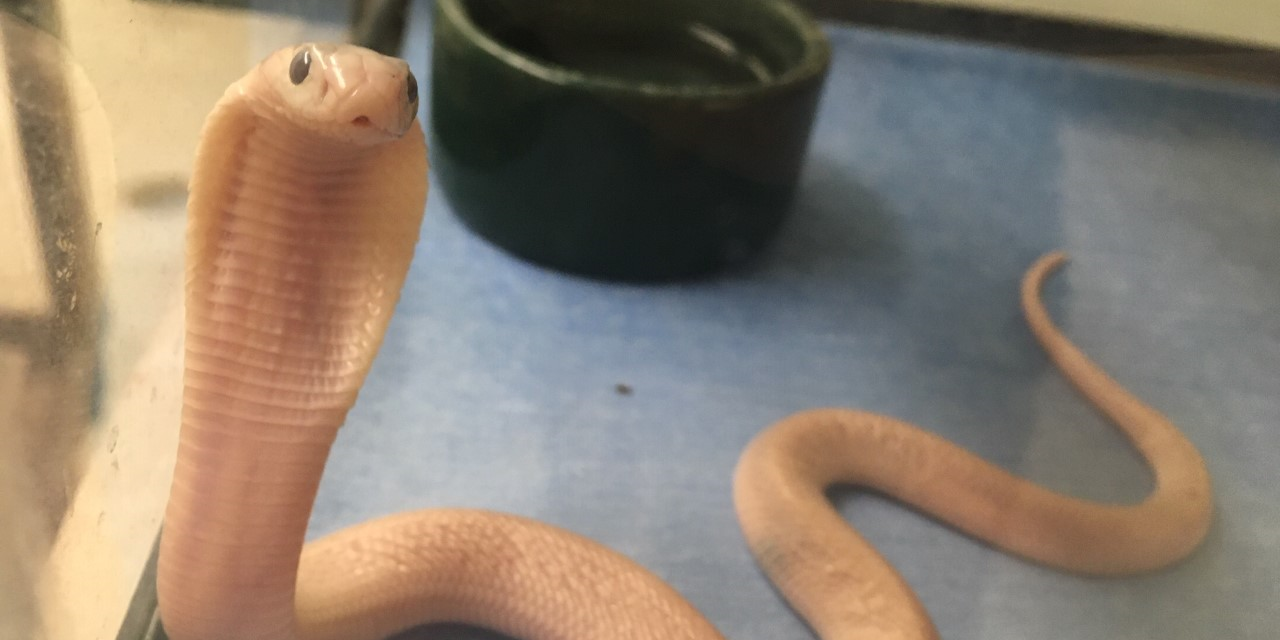 Baby cobra